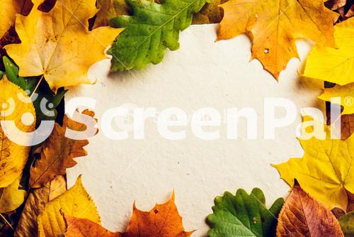 Autumn Leaf Composition. Studio Shot On Wooden Background.